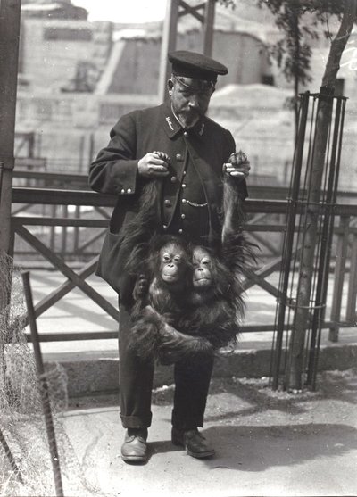 Two young Orangutans being held up by the arms, by keeper Rodwell, at London Zoo by Frederick William Bond